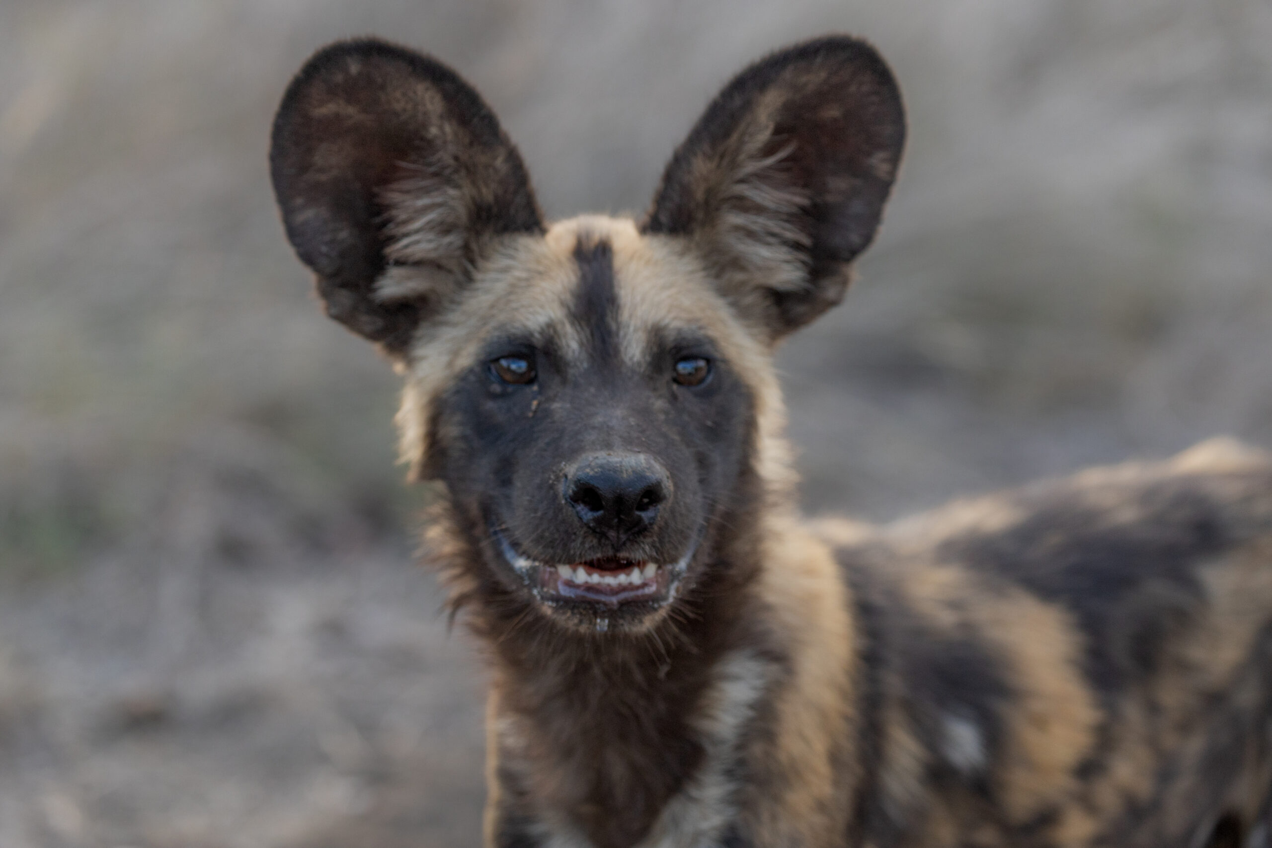 LorenaPeter-20211213-31