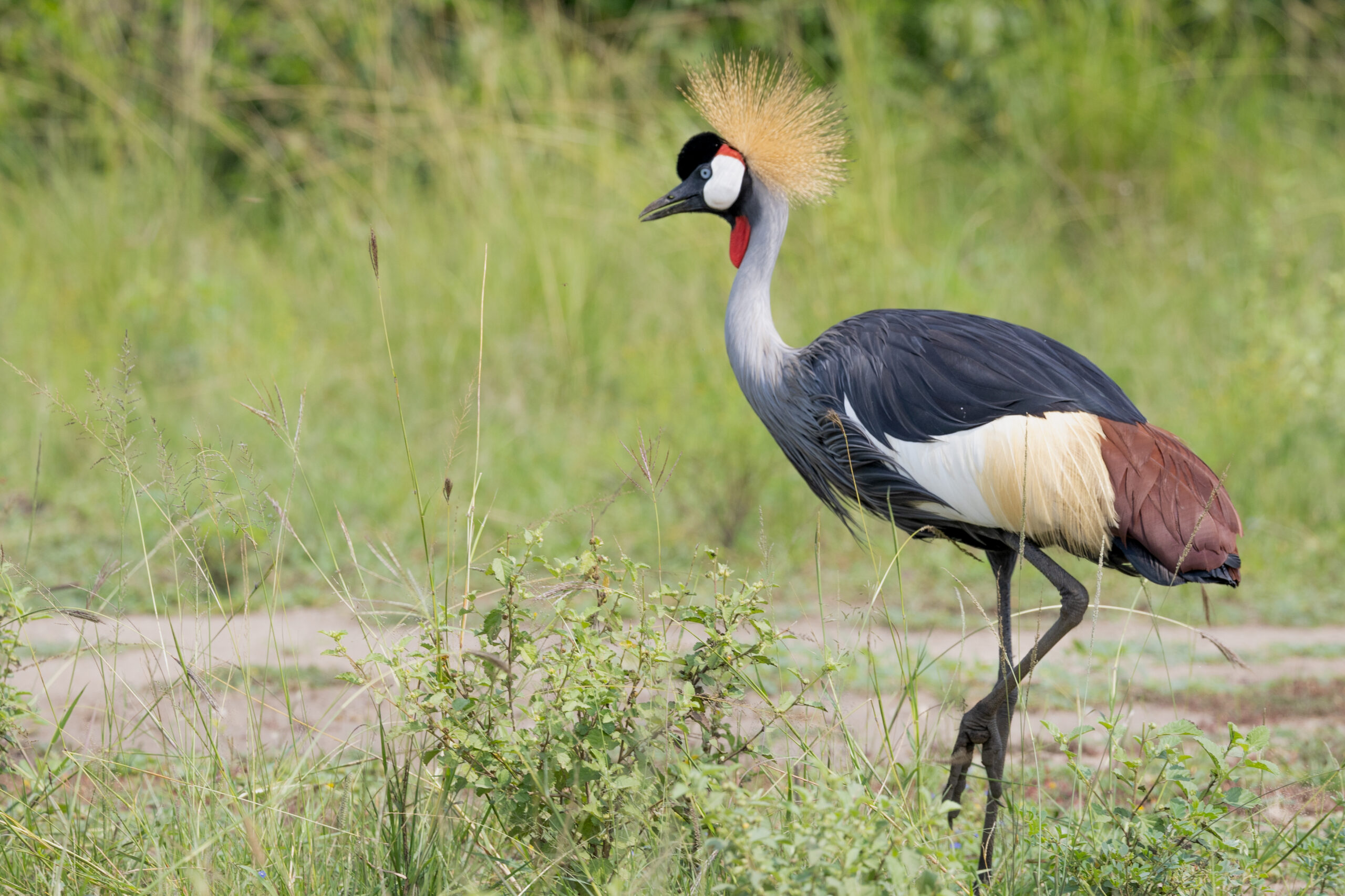 LorenaPeter_Uganda2024-1606