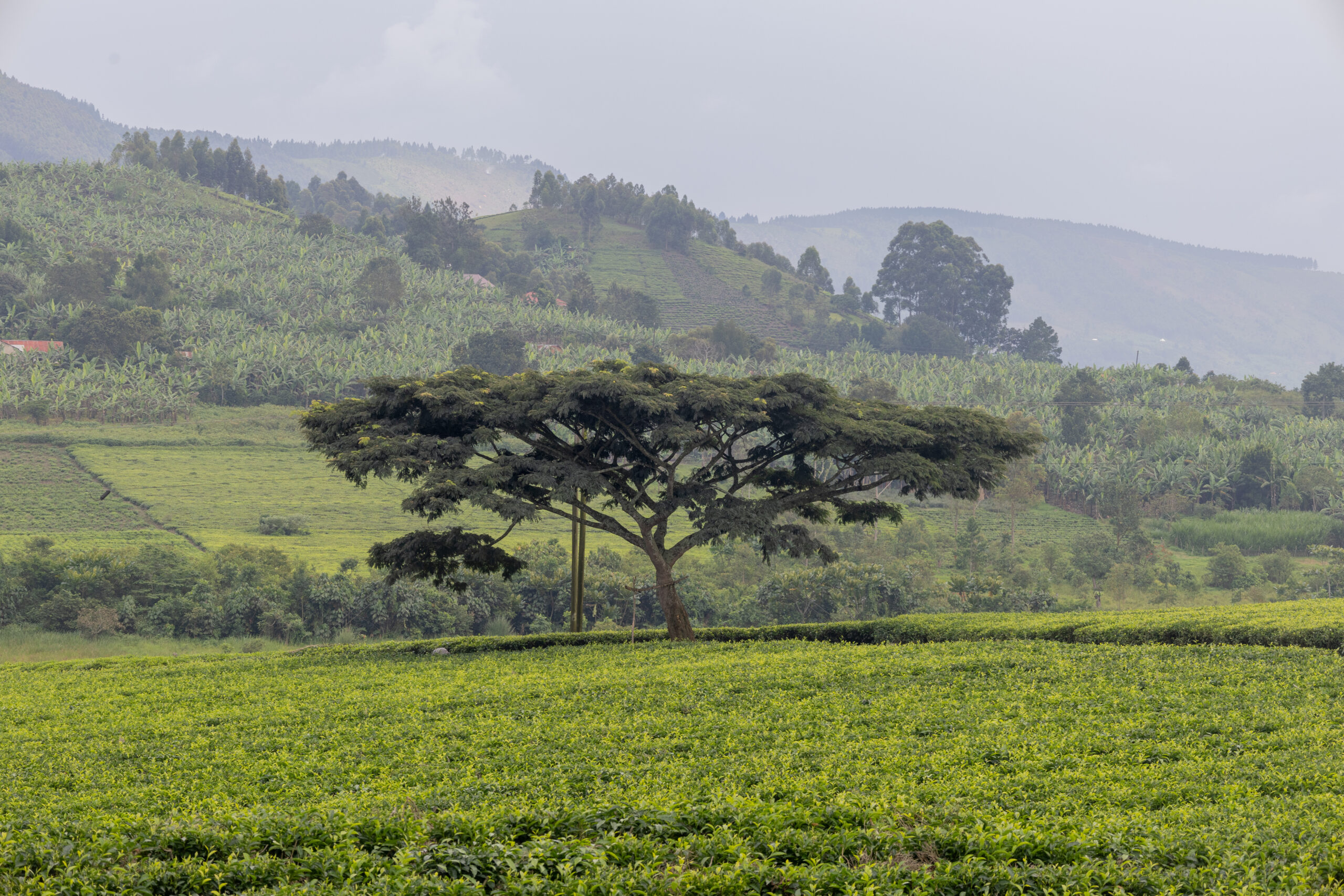 LorenaPeter_Uganda2024-1898