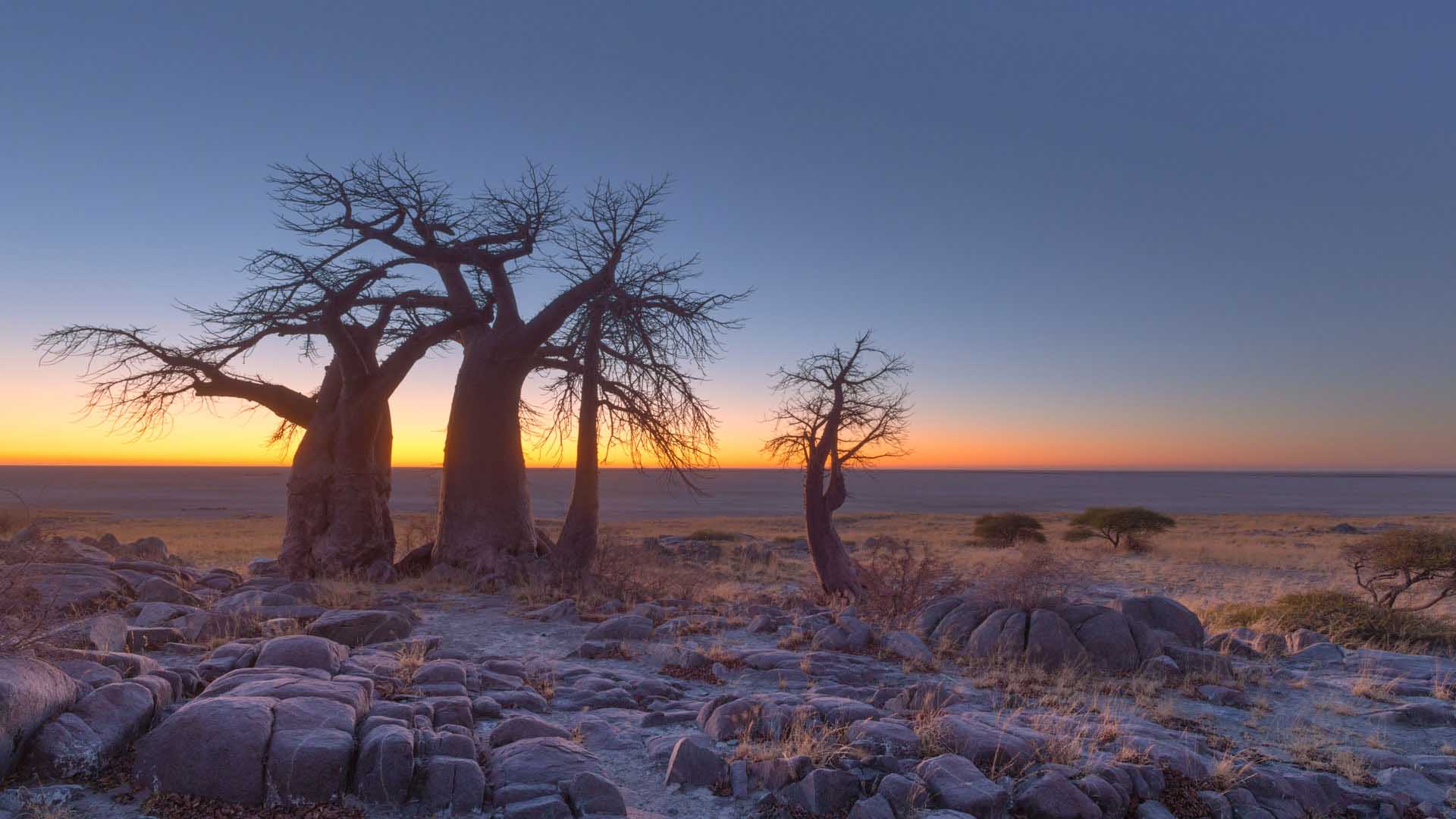 Wild Botswana Okavango Delta Makgadikgadi Pans Natural World (1)