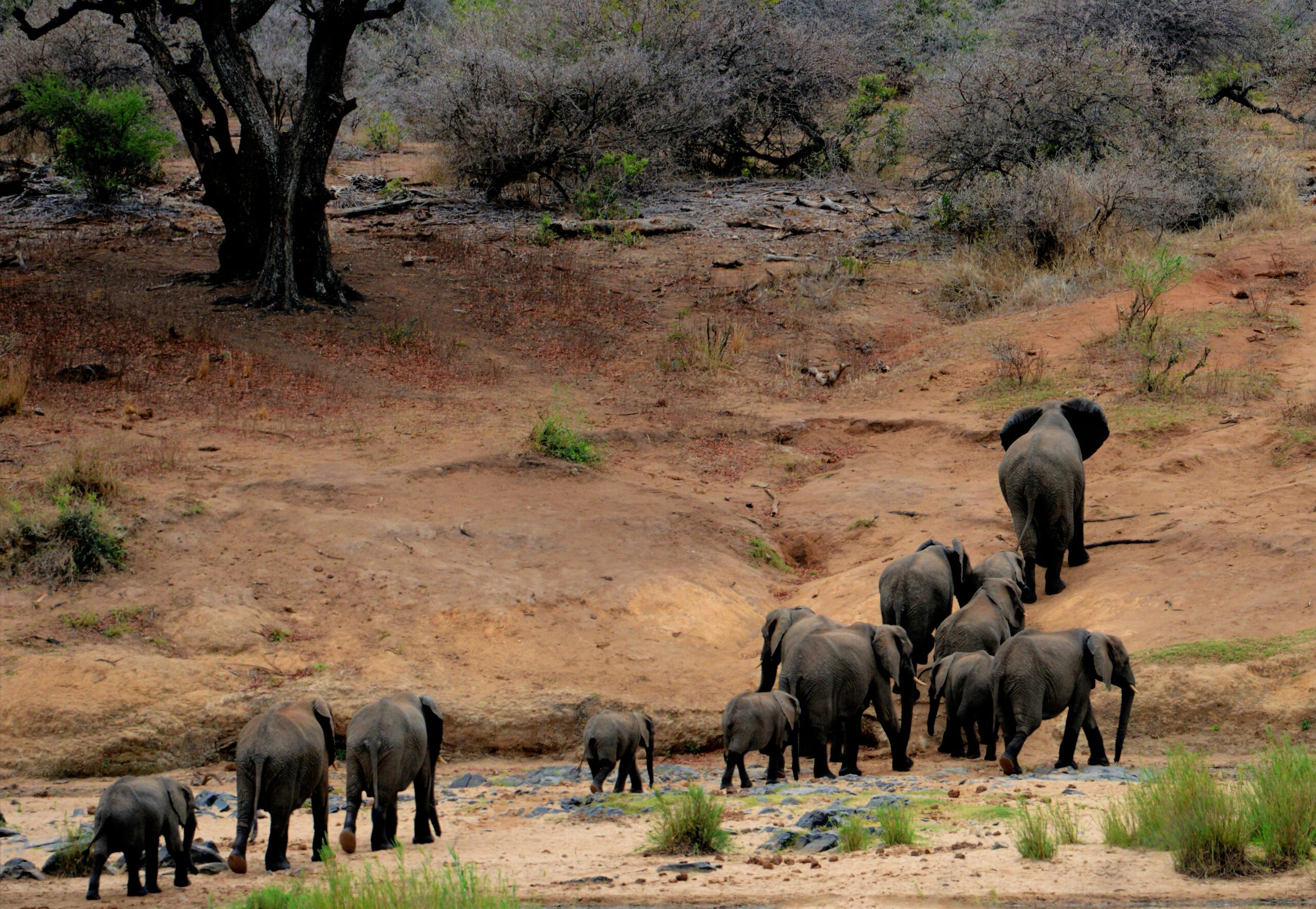 Zim Elephants