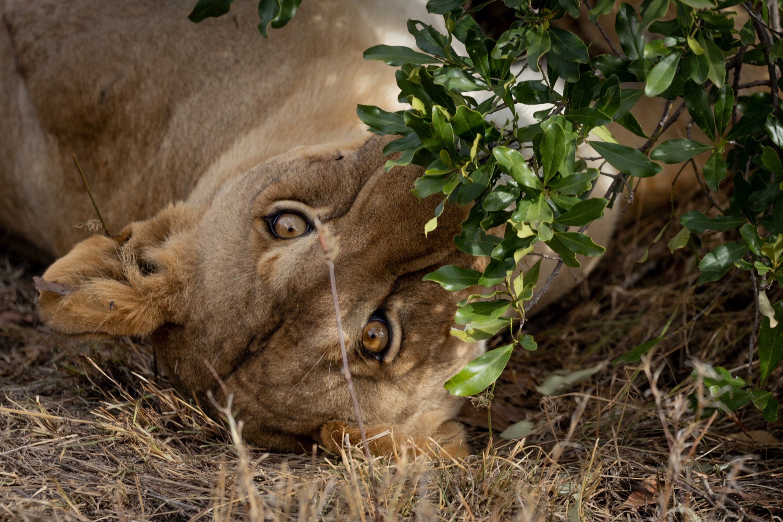 LorenaPeter20191112-13